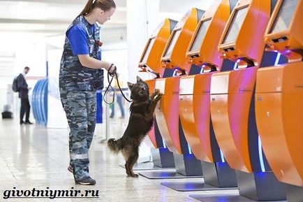 Sulimov dog (Sulimova) Sulimov kutya
