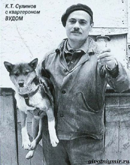 Sulimov dog (Sulimova) Sulimov kutya