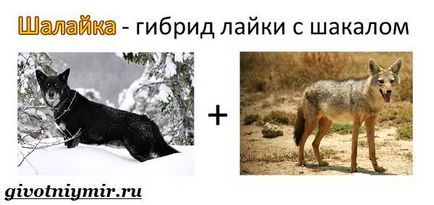Sulimov dog (kutya Sulimova fotó) Sulimov kutya