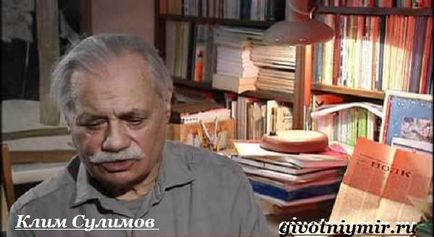 Sulimov dog (kutya) Sulimov kutya