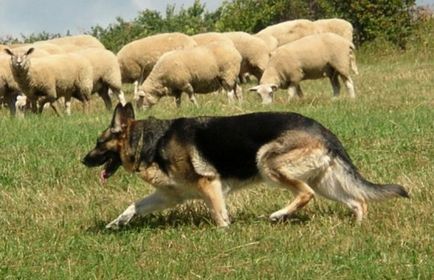 Kutya, állatok és kőzetek (kőzetek) Kutya, állatok, fajta