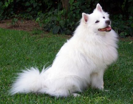 Dog, állatok, fajták (állatok) Kutya, állatok, fajta