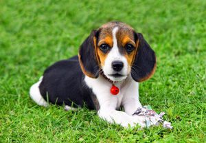 Kutyák és a kölykök vizsla árak, fotó, leírás és a történelem, a fajta (kutyafajta beagle kölyök fotó ár) Kutyák és a kölykök vizsla árak, fotó, leírás és a történelem a fajta