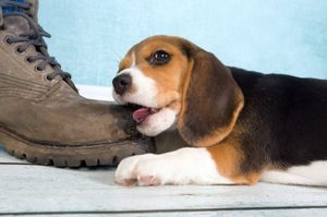 Kutyák és a kölykök vizsla árak, fotó, leírás és a történelem, a fajta (kutyafajta beagle kölyök fotó ár) Kutyák és a kölykök vizsla árak, fotó, leírás és a történelem a fajta