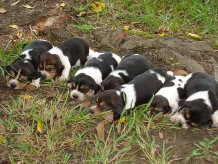 Kutyák és a kölykök vizsla árak, fotó, leírás és a történelem, a fajta (kutya) Kutyák és a kölykök vizsla árak, fotó, leírás és a történelem a fajta
