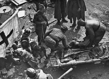 Kutyák a Nagy Honvédő Háború (War) Kutyák a Nagy Honvédő Háború