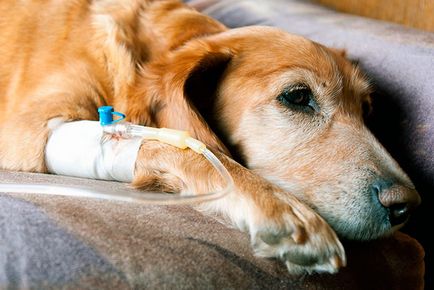 Kutya kullancscsípésre - tünetek, akciók, következményei