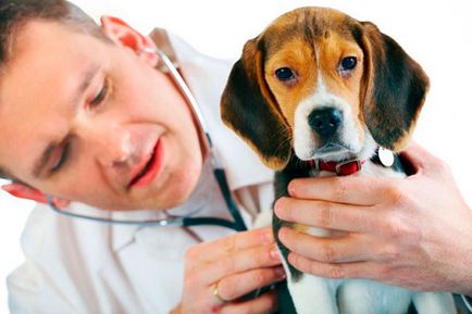 Kutya kullancscsípésre - tünetek, akciók, következményei