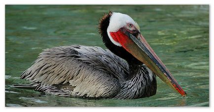 jelentési pelikán
