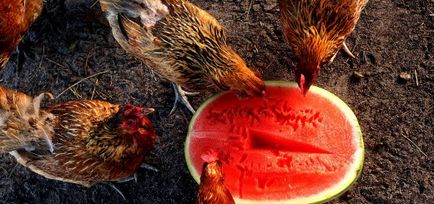 Készítmény takarmány tojótyúkok - a részleteket! (Világos színű takarmány) Készítmény takarmány tojótyúkok - a részleteket!
