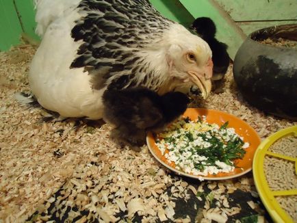Készítmény takarmány tojótyúkok - a részleteket! (Feed) Készítmény takarmány tojótyúkok - a részleteket!