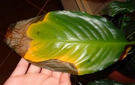 Spathiphyllum (női boldogság) - ültetés és ápolási otthon, tenyésztés, fotók, mint a (otthon) Spathiphyllum (női boldogság) - ültetés és ápolási otthon, tenyésztés, fotók, hogyan