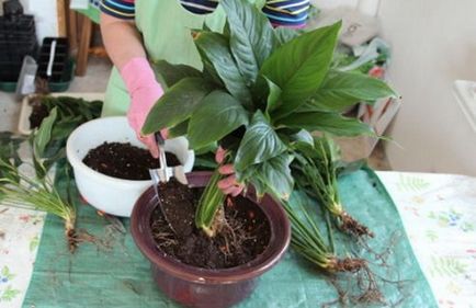 Spathiphyllum (női boldogság) - ültetés és ápolási otthon, tenyésztés, fotók, hogyan