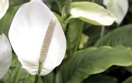 Spathiphyllum (női boldogság) - ültetés és ápolási otthon, tenyésztés, fotók, hogyan