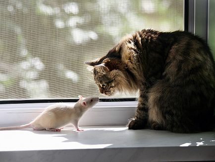 List patkány-fogás macska fajták képekkel