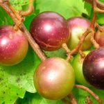 Összehasonlítás az előnyöket és árt a mogyoróvaj (olaj) Hasonlítsa össze az előnyöket és a hátrányokat mogyoróvaj