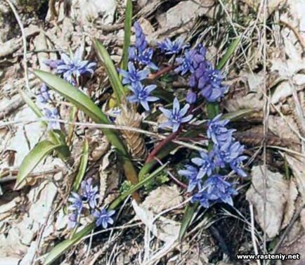Kék virágok - növények és virágok