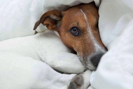 Stressz kutyák tünetei és eltávolítása