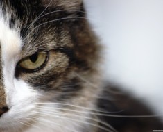 Száraz orr macskák elemezni az okokat, majd cselekvési tulajdonosok