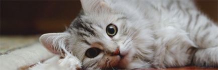 A hőmérséklet egy macska (nagyon meleg) A hőmérséklet a macska