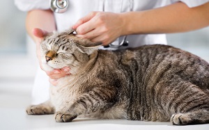 Toxikariasis macskák tünetei és kezelése, Toxocara macska fotó