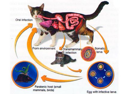 Toxikariasis macskák tünetei és kezelése, Toxocara macska fotó