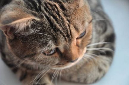 Toxikariasis macskák tünetek és a megjelenése a parazita