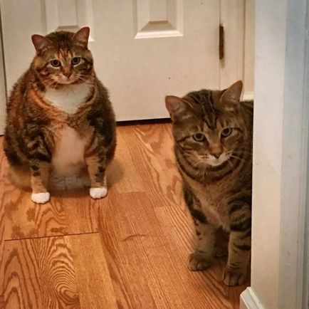 Kövér macskák (42 kép és videó) - murkote körülbelül macskák és macskák