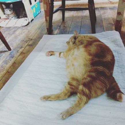 Kövér macskák (42 kép és videó) - murkote körülbelül macskák és macskák