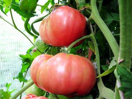 Paradicsom Pink Giant jellemzése és leírása a különböző paradicsom