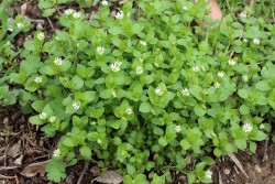 Grass soklábú terápiás tulajdonságainak és ellenjavallatok (tulajdonságok) Grass soklábú gyógyszer tulajdonságait és ellenjavallatok