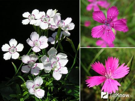 Édes William, ültetés és gondozás tippeket növekvő (Dianthus deltoides növekvő) Édes William, ültetés és gondozás tippeket növekvő