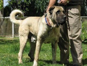 Török Dog Kangal (Karabash anataliysky)