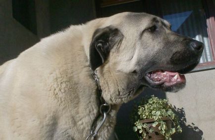 Török Kangal fajta leírás, fotók, természet video (Kangal) Török Kangal fajta leírás, fotók, természet videó