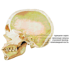 Ephippium agy leírás, függvények