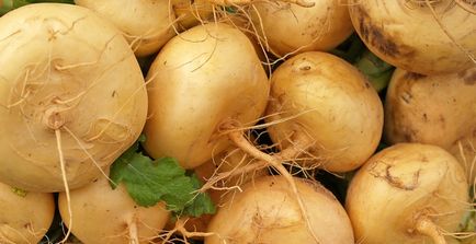 Fehérrépa egészségügyi előnyök, grade, leírás, receptek (fehérrépa) Fehérrépa egészségügyi előnyök, grade, leírás, receptek