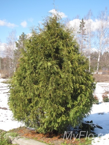 Thuja sárguló okai és mit kell csinálni