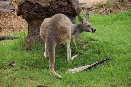 Hihetetlen tények kenguru, ami talán nem is tudja