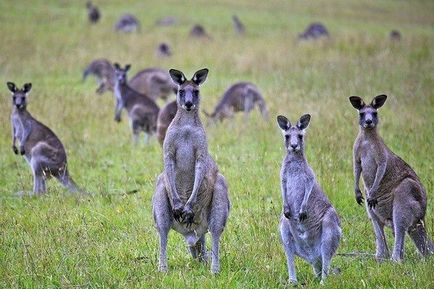 Hihetetlen tények kenguru, ami talán nem is tudja