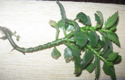 A Kalanchoe megsárgul és száraz levelek okok, amelyek (ok) A Kalanchoe megsárgul és száraz levelek okok, mit kell tenni