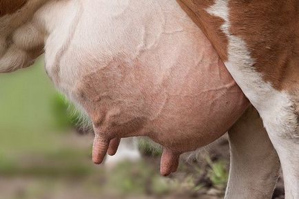 A tehén mastitis, mint a gyógyítás, antibiotikumok, gyógyszerek, kenőcs (mastitis) A tehénmasztitisz, mint a gyógyítás, az antibiotikumok, gyógyszerek, kenőcsök