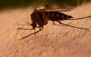 Szúnyogcsípés eltávolítása súlyos viszketés és bőrpír a gyermek és felnőtt
