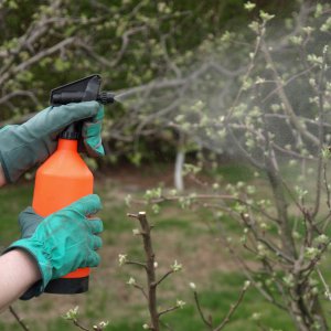 Karbantartás a kert tavasszal különösen karbamid kezelés kártevők a kezüket, fotó és videó