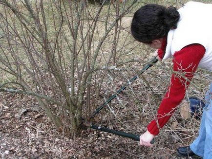 Karbantartás a kert tavasszal különösen karbamid kezelés kártevők a kezüket, fotó és videó