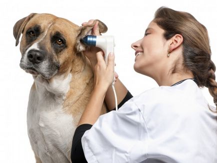 Gondozása a kutya fülét, és a füle a kutya lehet tisztítani otthon