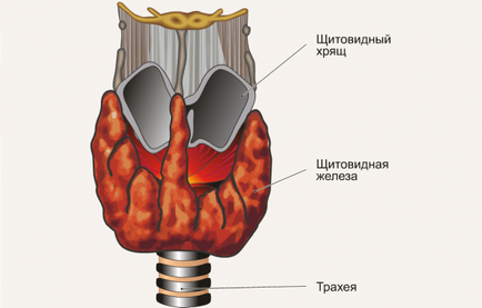 A csomópontok a pajzsmirigyben nők tünetei és kezelése, azaz milyen következményekkel