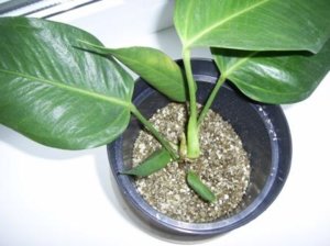 Vermikulit növény, mi ez, és hogyan a terméket használják