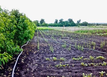 Kiválasztás gyümölcsfa csemeték (vizes fehér alapozó) Válassza ki a palánták gyümölcsfák