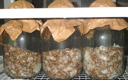 A micélium növekedését laskagomba otthon a saját vagy vásárolni