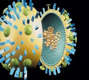 A vírus és az immunrendszer - a és módok immunvédelem (immun) A vírus és az immunrendszer - a típusát és módszereit immunvédelem